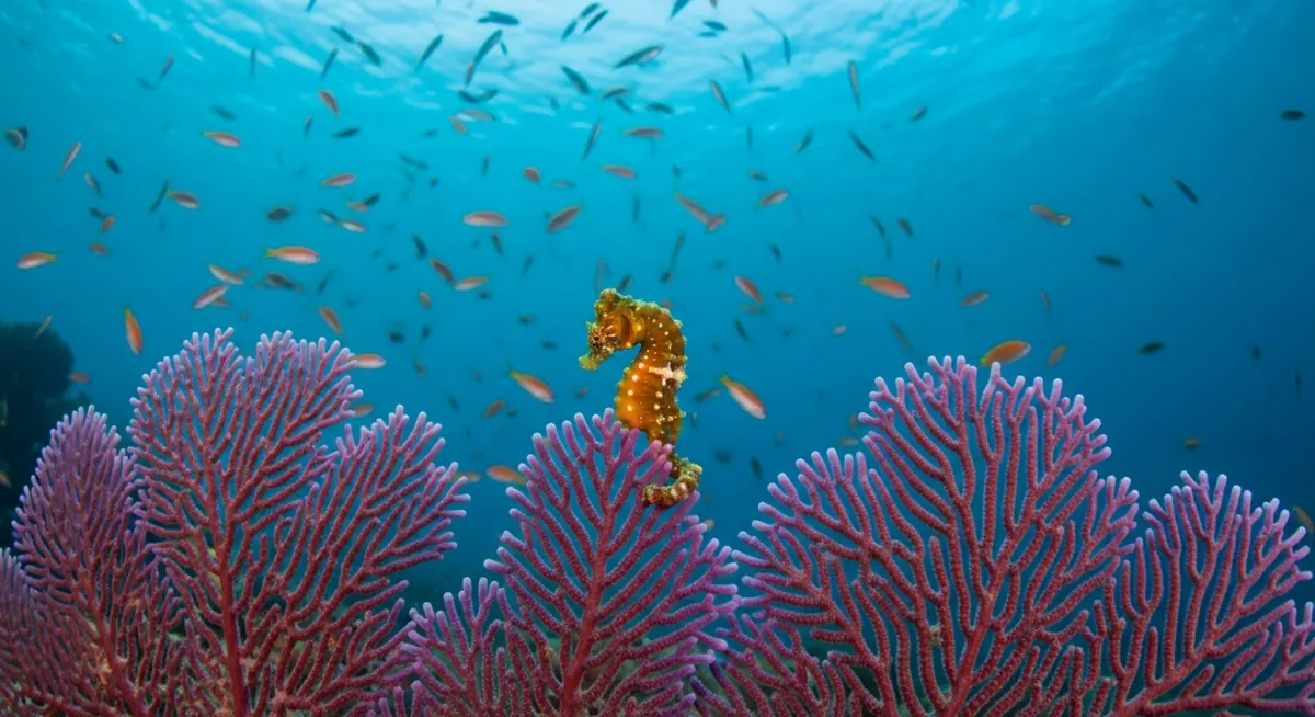 Macro diving in Wakatobi: critters and best sites